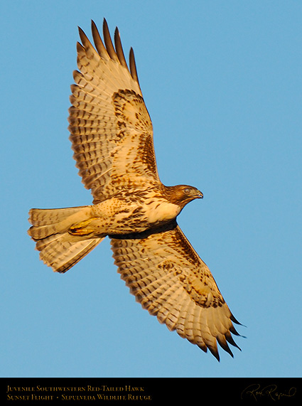 Juvenile_SW_RedTail_X7502