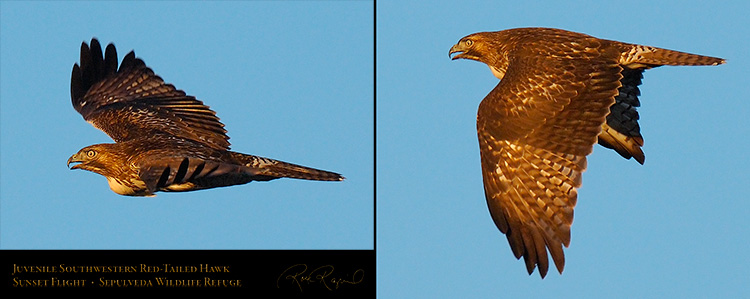 Juvenile_SW_RedTail_X7518-19