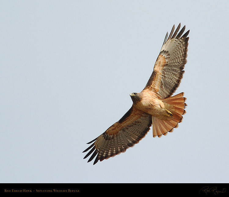 Red-Tailed_Hawk_0275M