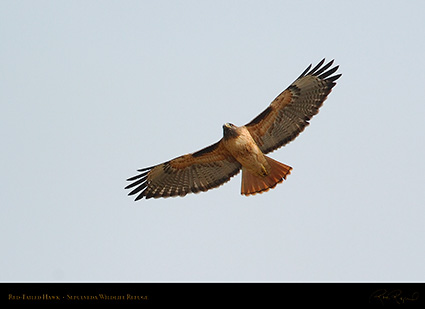 Red-Tailed_Hawk_0278