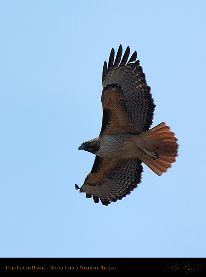 Red-Tailed_Hawk_3334c