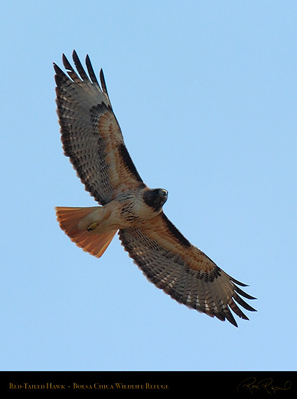 Red-Tailed_Hawk_3336c