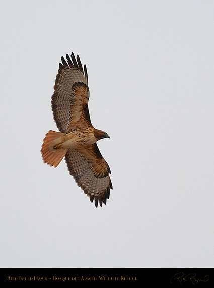 Red-Tailed_Hawk_5634