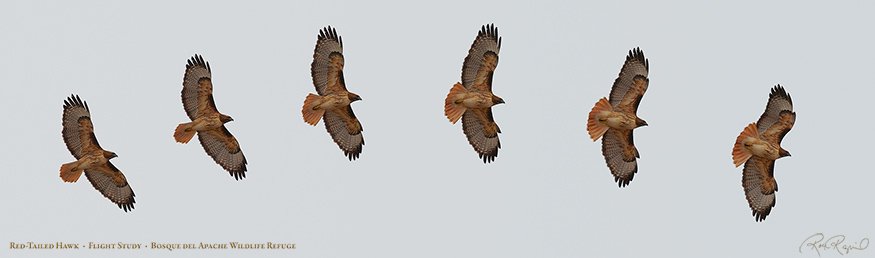 Red-Tailed_Hawk_FlightStudy_XL