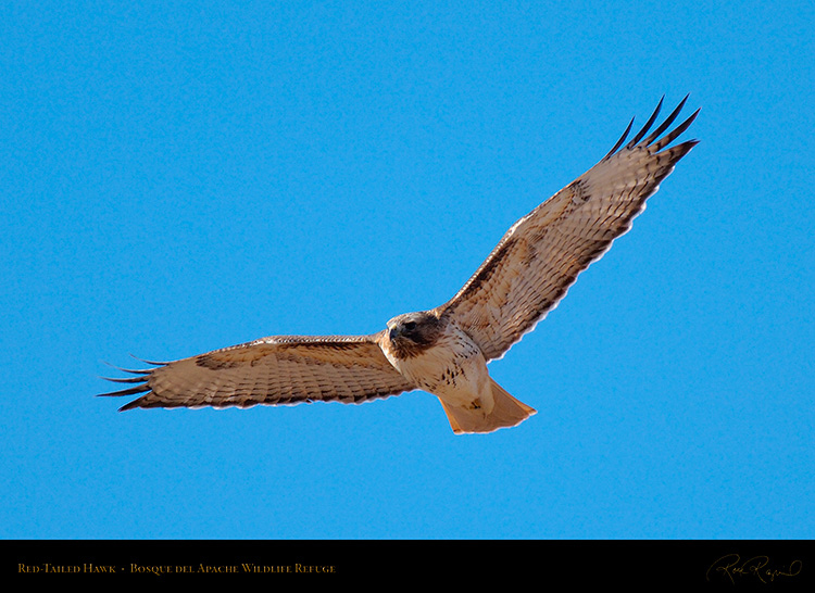 Red-Tailed_Hawk_X3336