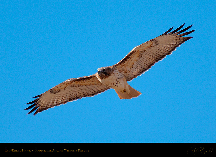 Red-Tailed_Hawk_X3337