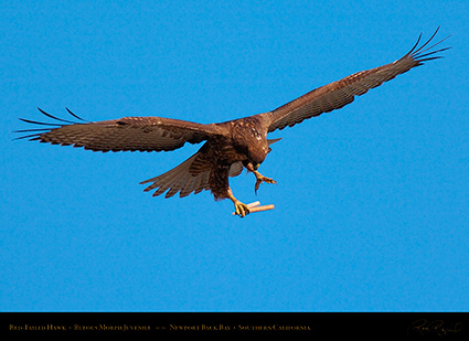 RufousMorph_Red-Tail_Juvenile_4292