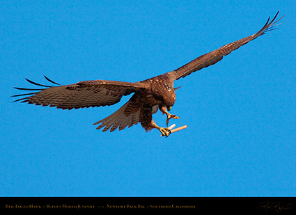 RufousMorph_Red-Tail_Juvenile_4293