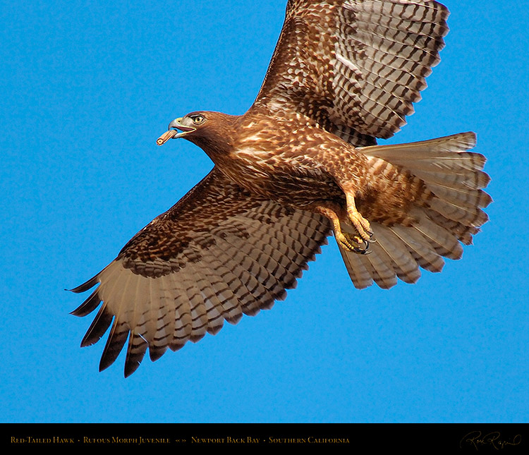 RufousMorph_Red-Tail_Juvenile_4294M