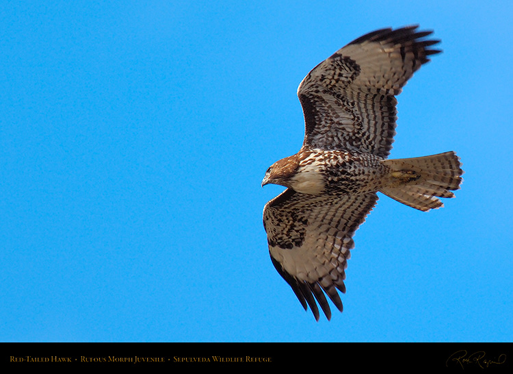 RufousMorph_Red-Tail_Juvenile_X2781