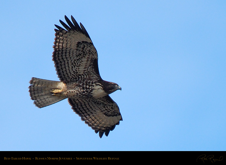 RufousMorph_Red-Tail_Juvenile_X2785