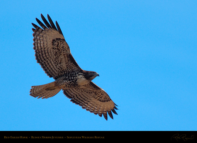 RufousMorph_Red-Tail_Juvenile_X2790