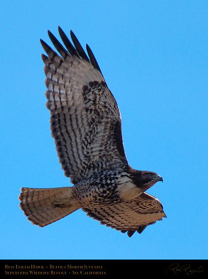 RufousMorph_Red-Tail_Juvenile_X2792c