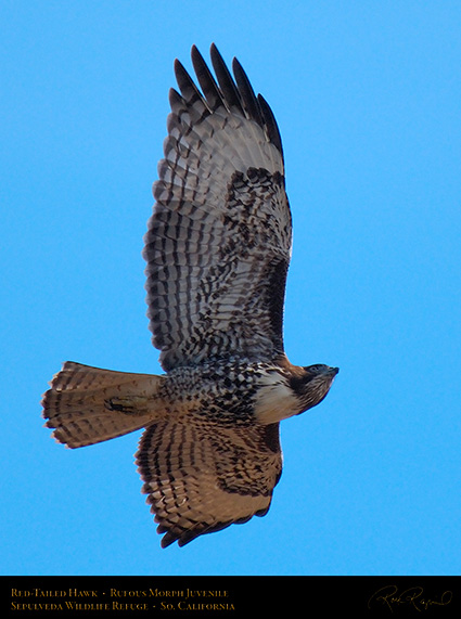 RufousMorph_Red-Tail_Juvenile_X2796c