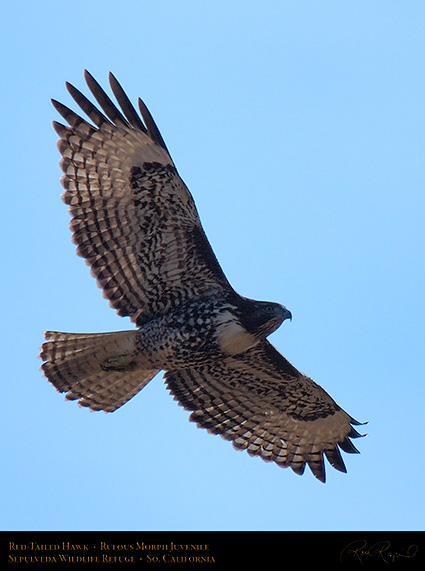 RufousMorph_Red-Tail_Juvenile_X2809c