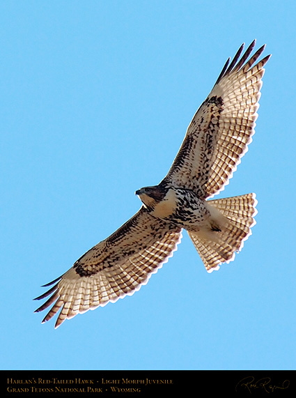 Harlans_Red-Tail_LightMorph_Juvenile_0708c