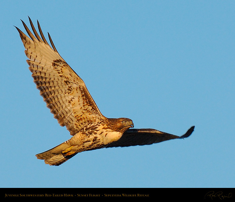 Juvenile_SW_RedTail_X7501M