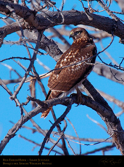 LightJuvenile_Red-Tail_1896c