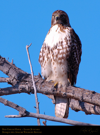 LightJuvenile_Red-Tail_X3735