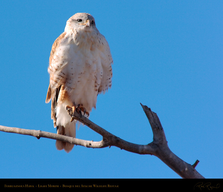 LightMorph_FerruginousHawk_5973M