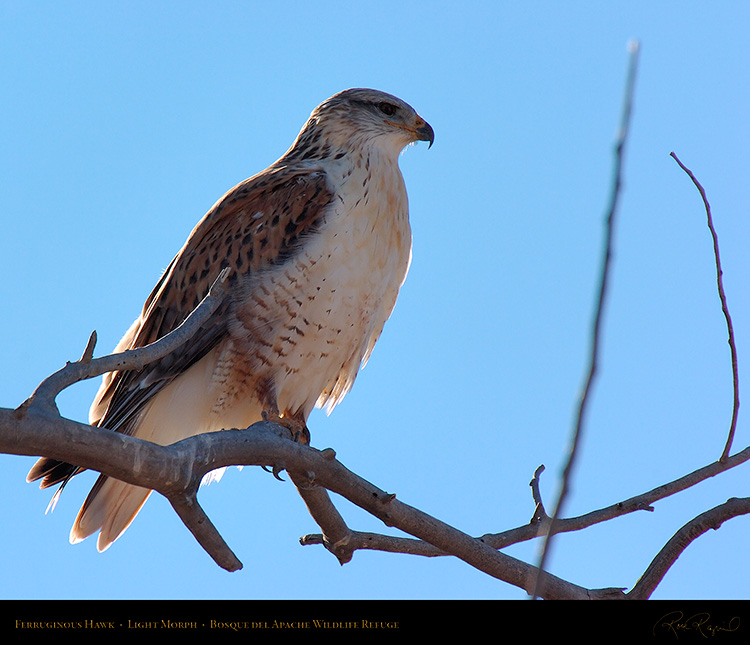 LightMorph_FerruginousHawk_6119M