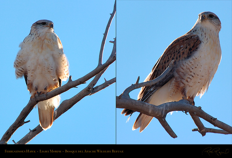 LightMorph_FerruginousHawk_XL