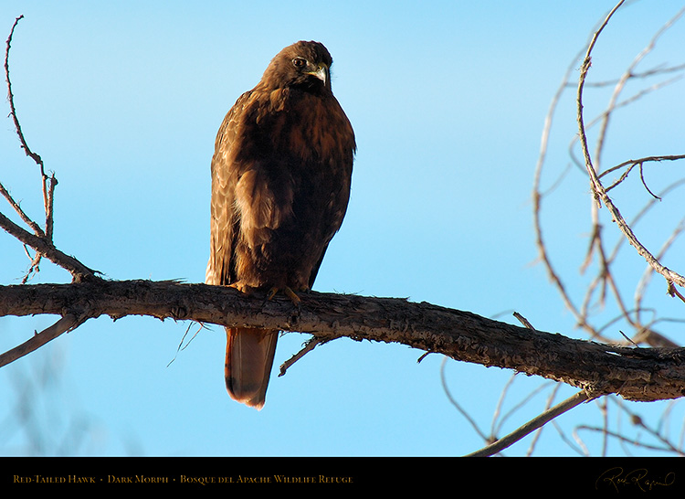 DarkMorph_Red-Tailed_Hawk_4252