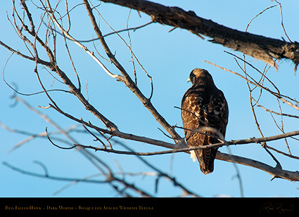 DarkMorph_Red-Tailed_Hawk_4258