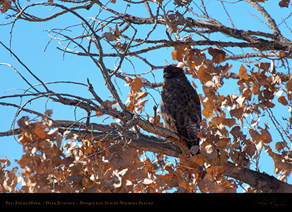 Juvenile_Dark-Morph_Red-Tail_X3966