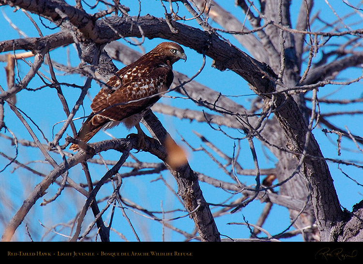 LightJuvenile_Red-Tail_1892