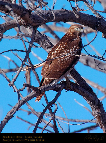 LightJuvenile_Red-Tail_1898c