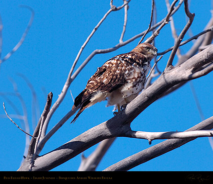 LightJuvenile_Red-Tail_HS0882M