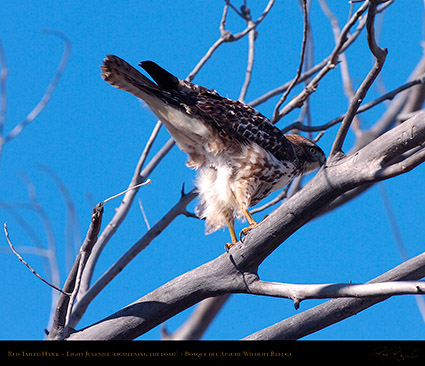 LightJuvenile_Red-Tail_HS0883M