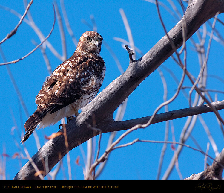 LightJuvenile_Red-Tail_HS0906M