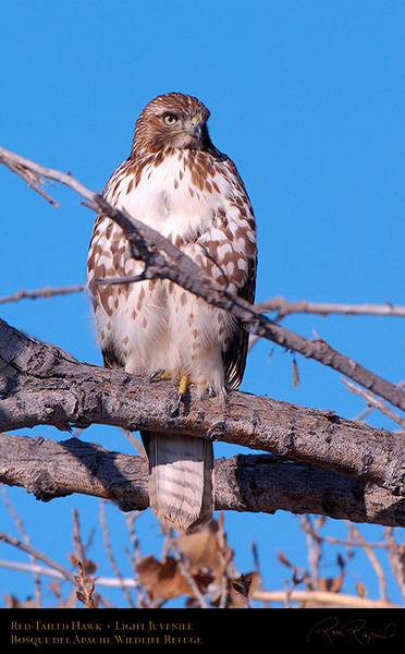 LightJuvenile_Red-Tail_X3701