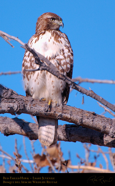 LightJuvenile_Red-Tail_X3705