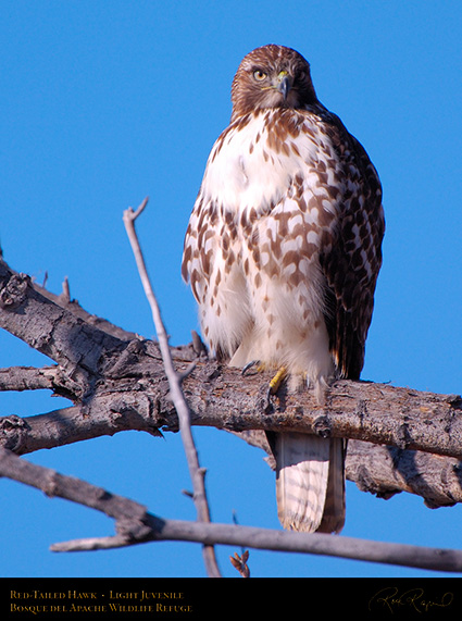 LightJuvenile_Red-Tail_X3715