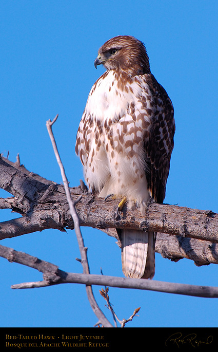 LightJuvenile_Red-Tail_X3716