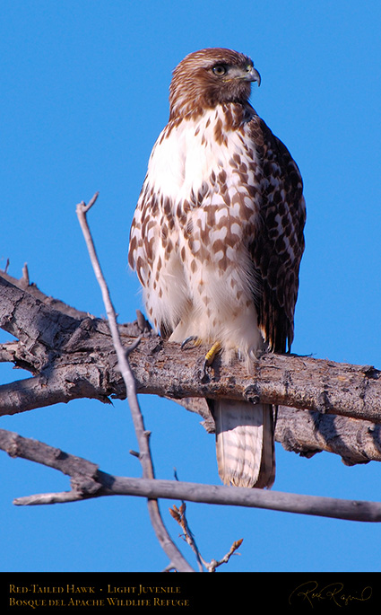 LightJuvenile_Red-Tail_X3724