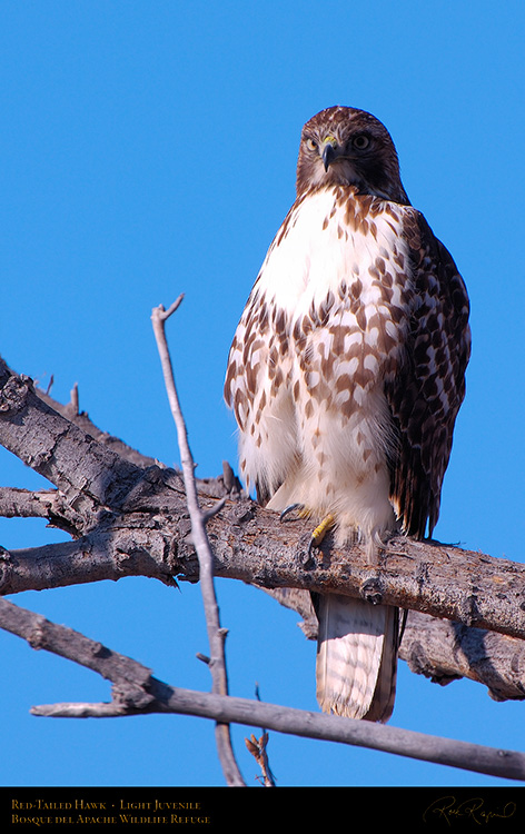 LightJuvenile_Red-Tail_X3738M