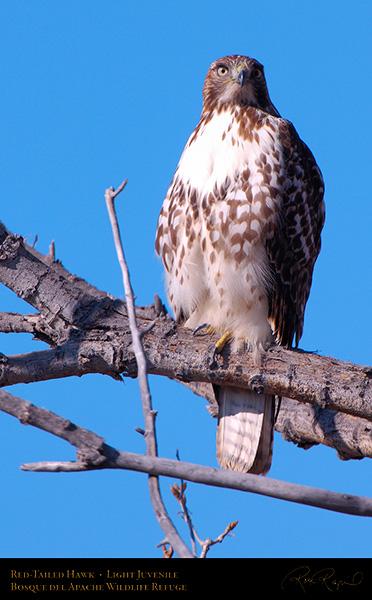 LightJuvenile_Red-Tail_X3744