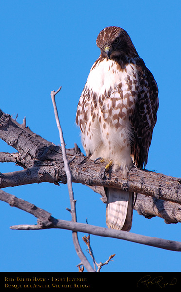 LightJuvenile_Red-Tail_X3748