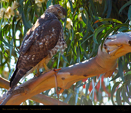 Red-Tailed_Hawk_Juvenile_1748M