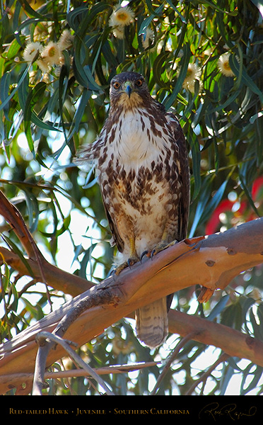 Red-Tailed_Hawk_Juvenile_1762