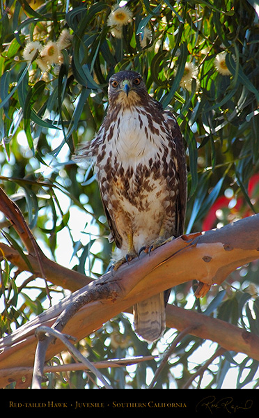 Red-Tailed_Hawk_Juvenile_1762