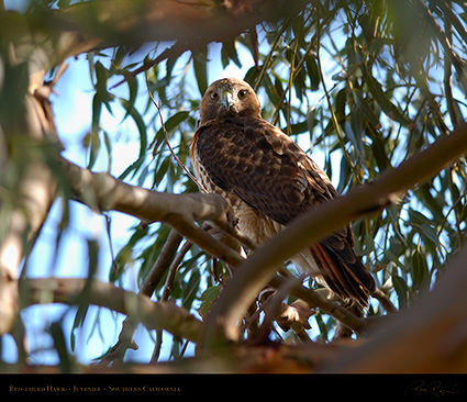 Red-Tailed_Hawk_Juvenile_5536M