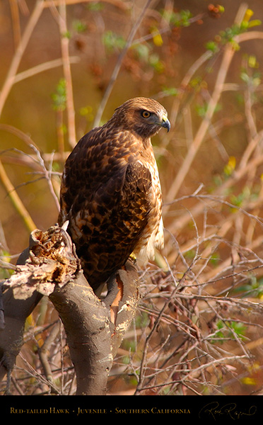 Red-Tailed_Hawk_Juvenile_5613