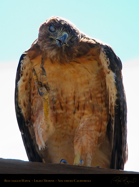 Red-Tailed_Hawk_LightMorph_1316