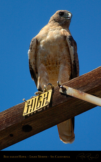 Red-Tailed_Hawk_LightMorph_1335