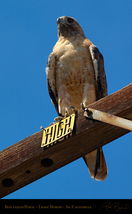 Red-Tailed_Hawk_LightMorph_1341